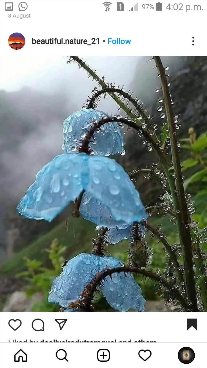 Profile Image for Affifa Zainab Ahmad